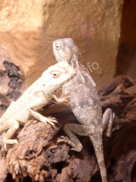Wüstenagamen - links das Männchen und rechts das Weibchen